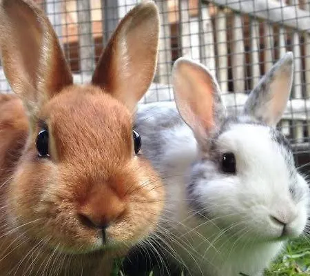 Bed & Breakfast Castle Wellness 4*