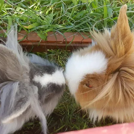 Castle Wellness Nyíregyháza