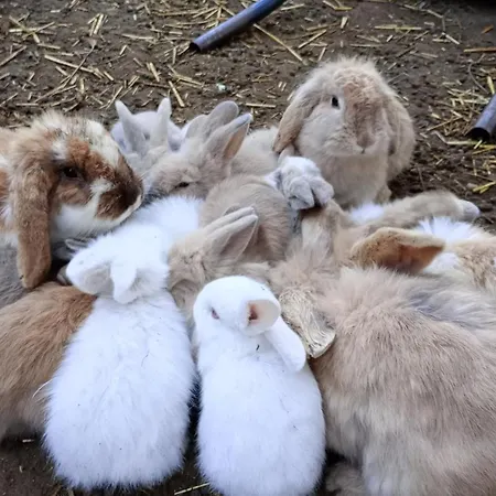 Castle Wellness Bed & Breakfast