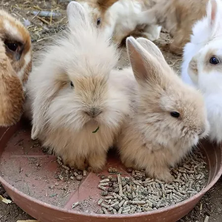 Castle Wellness 4* Nyíregyháza