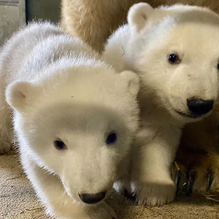 Castle Wellness Bed & Breakfast