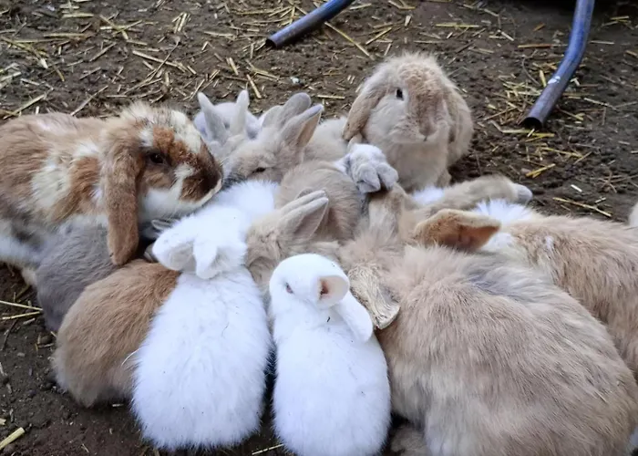 Castle Wellness Bed and Breakfast