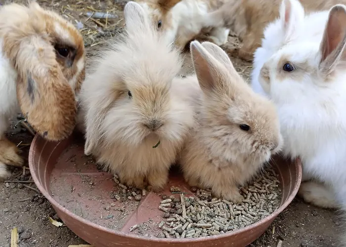 Castle Wellness 4* Nyíregyháza