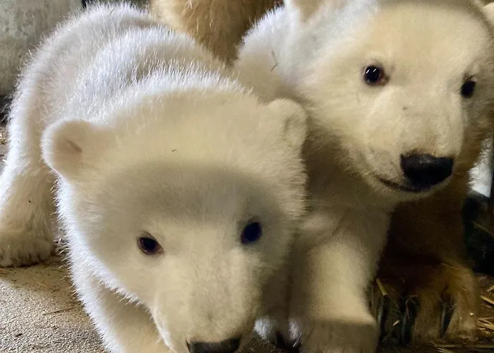 Castle Wellness Bed and Breakfast